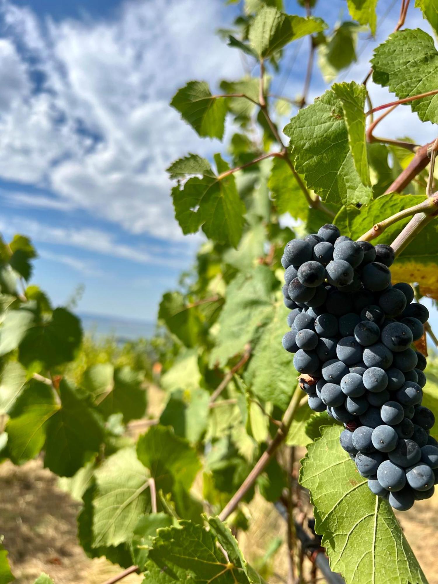 Di Colle In Colle - Agriturismo パッシニャーノ・スル・トラジメーノ エクステリア 写真